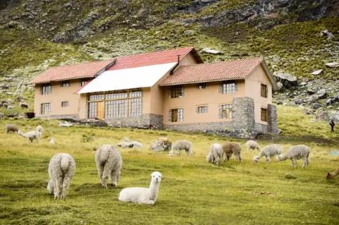Ein Haus steht an einem grünen Hang. Vor dem Haus stehen und liegen weiße Lamas.