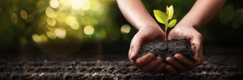 Eine kleine Pflanze wächst aus Erde die in zwei Händen liegt.