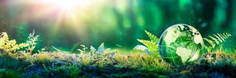 Ein Globus aus Glas liegt im grünen Wald der mit Sonnenlicht durchzogen ist