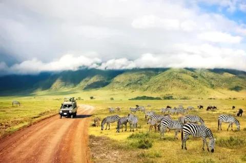 Ein weißer Jeep fährt auf einem braunen Weg links neben einer Herde Zebras vorbei.