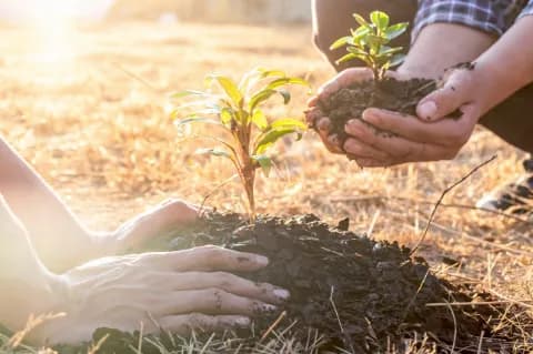 Zwei Menschen pflanzen einen Baumsetzling in einen kleinen Erdhügel.