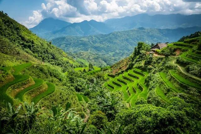 Panoramablick über ein Tal mit saftgrünen Reisterrassen und Wald.