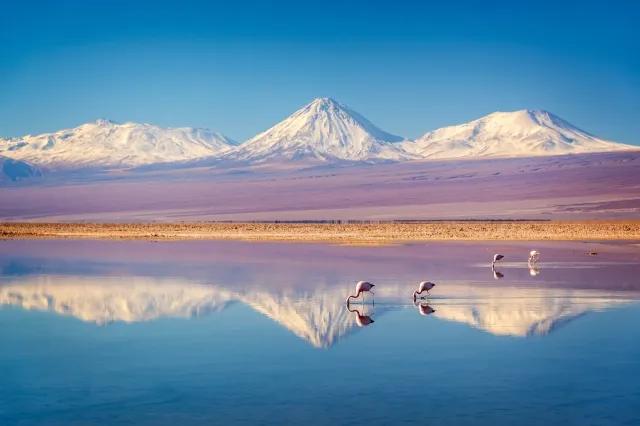 Auf dem Wasser spiegeln sich die schneebedeckten Berge und die rötliche Landschaft. Es gibt Flamingos.