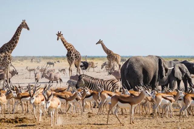 Auf dichtem Raum tummeln sich, Giraffen, Elefanten, Gazellen, Zebras und Strauße. Der Boden ist trocken.