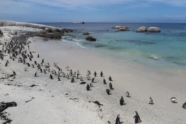 An einem weißen Sandstrand mit blauem Wasser sind sehr viele Pinguine. Sie sind in Bewegung.