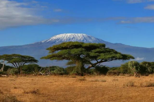 Es wachsen vereinzelt Gräser auf dem Boden. Hinter den Bäumen ist ein schneebedeckter Berg.