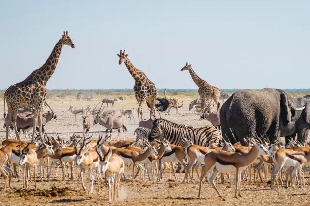 Elefanten, Zebras, Giraffen und Antilopen stehen kreuz und quer in der Savanne