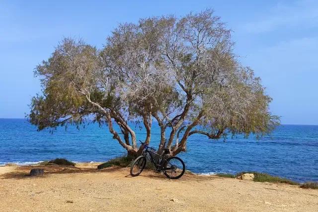 Fahrrad lehnt am Baum an der Küste mit blauem Meer unter blauem Himmel