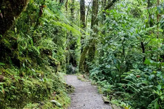Grauer Pfad führt durch den grünen Regenwald mit vielen Bäumen und Pflanzen