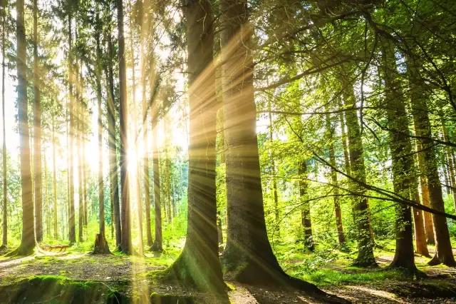 Ein lichter Wald mit offenem Waldboden. Durch die Baumstämme strahlen Sonnenstrahlen.