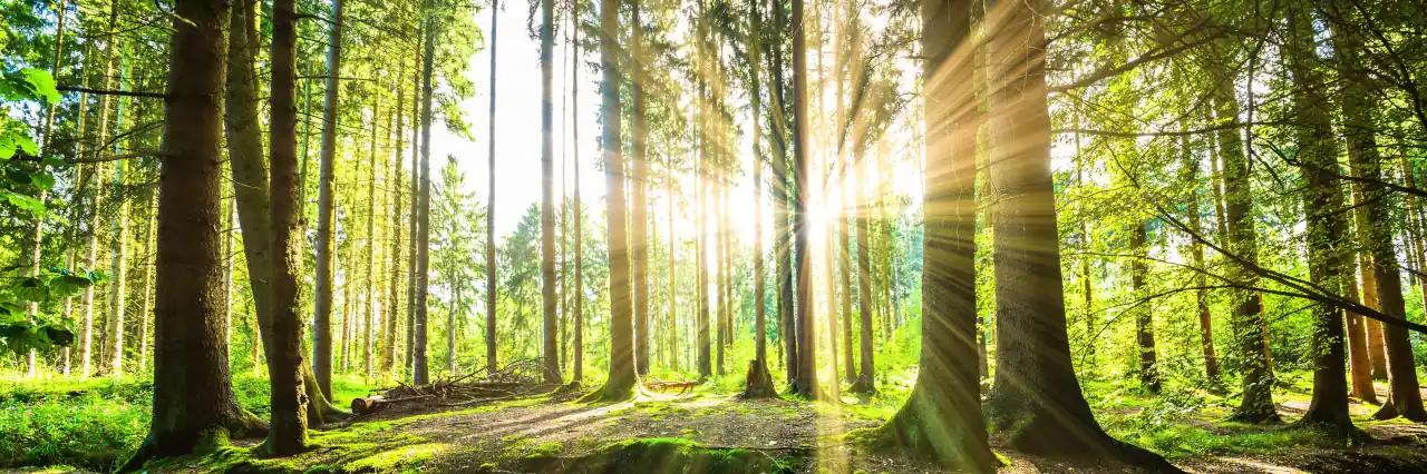 Blick in einen grünen Wald, der mit Sonnenstrahlen erhellt wird.