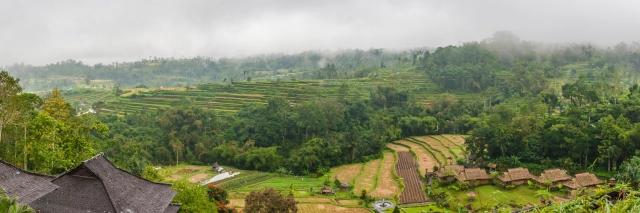 Panorama von grünen Reisterrassen unter einem nebenverhangenen Himmel