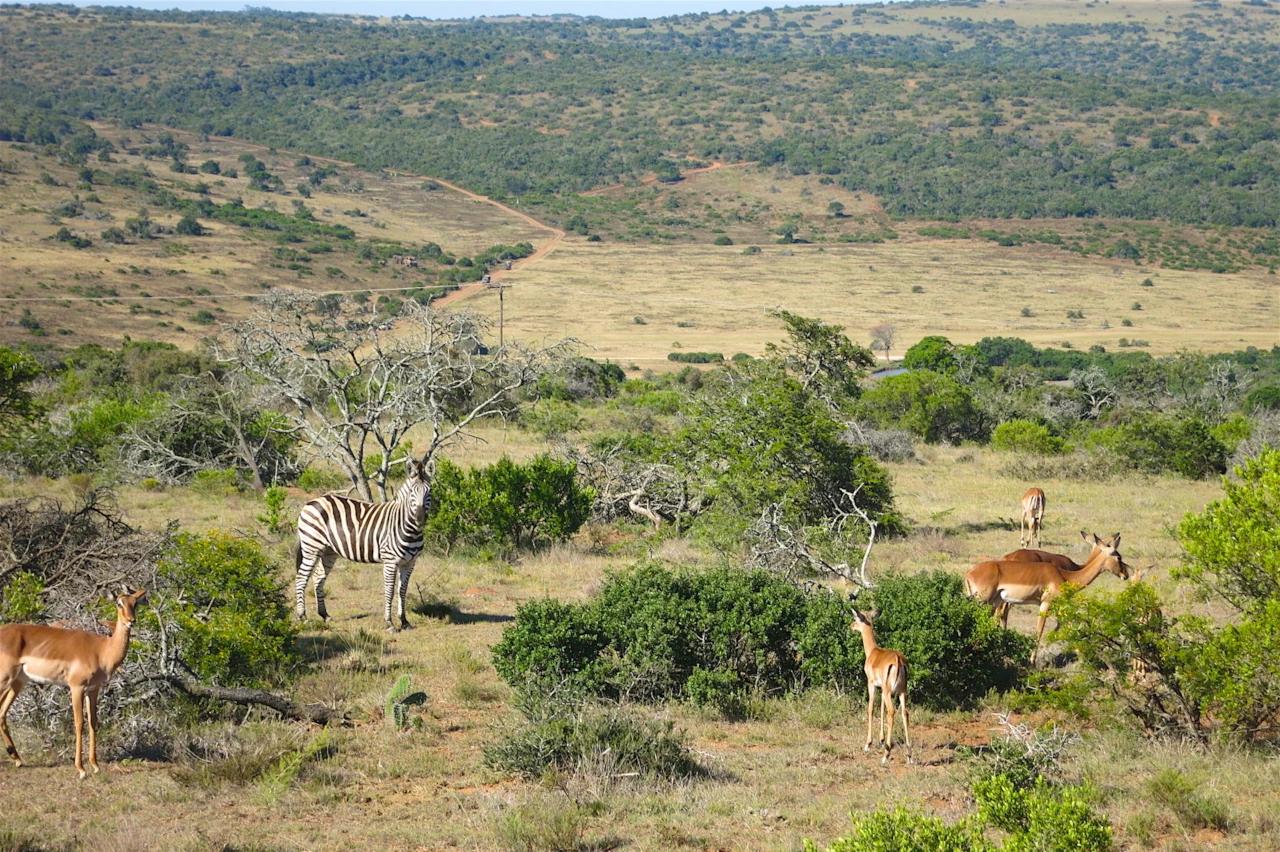 Mobile header background