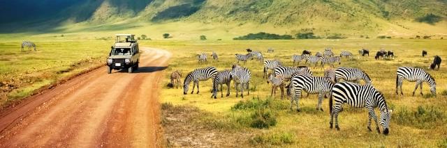 Geländewagen fährt über einen Feldweg vorbei an grünen Wiesen auf denen Zebras grasen