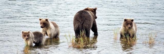 Drei Bärenkinder und ein größerer Bär gehen durchs Wasser. Grüne Gräser wachsen aus dem Wasser.