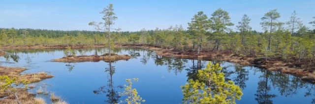 Moor mit blauem See und grünen, kargen Bäumen drum herum unter blauem Himmel