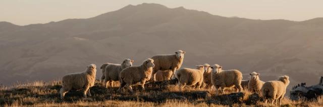 Eine kleine Gruppe Schafe steht im roten Licht auf einer Wiese und schaut zum Betrachter.
