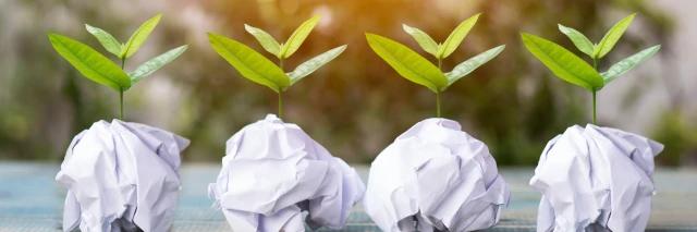 Aus vier Papierkugeln wachsen vier kleine Baumsetzlinge