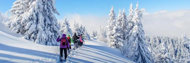 Gruppe von Schneeschuhwanderern läuft durch Tiefschnee durch verschneite Bäume