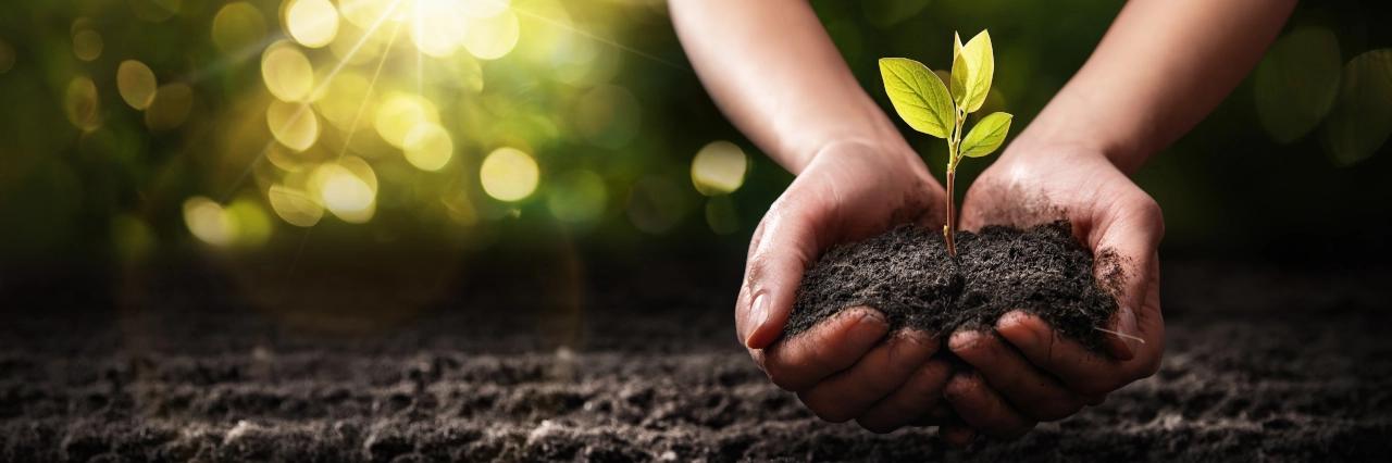 Eine kleine Pflanze wächst aus Erde die in zwei Händen liegt.