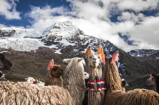 Eine Gruppe von Lamas steht vor einem schneebedeckten Berg. Ein Lama schaut direkt in die Kamera. Die Ohren sind mit bunten Bändern behängt.