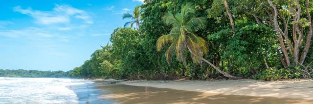 Brandung am weißen Sandstrand und dicht bewachsenem grünem Wald mit Palmen unter blauem Himmel