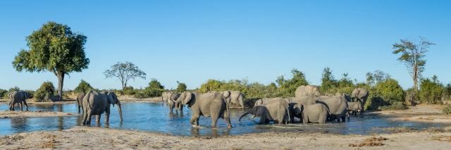 Wasserloch mit einzelnen Bäumen am Rand in dem viele Elefanten stehen und trinken unter blauem Himmel