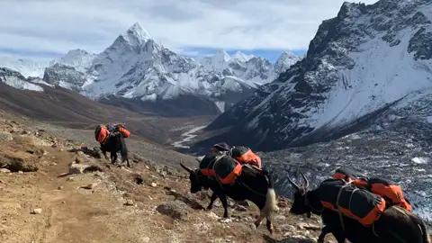 Packyaks auf einem Bergpfad im Himalaya, mit schneebedeckten Bergen im Hintergrund.