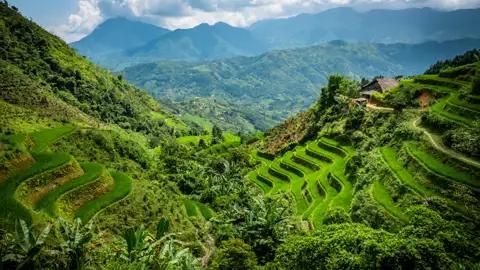 Grüne Reisterrassen erstrecken sich über die Hügellandschaft, umgeben von üppiger Vegetation und einer Bergkette im Hintergrund.