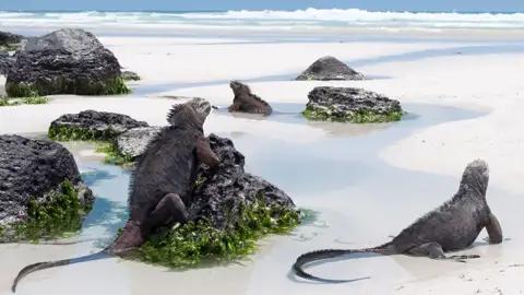 Meerechsen, die sich auf vulkanischen Felsen am Strand sonnen.