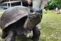 Nahaufnahme einer Aldabra-Riesenschildkröte, die den Betrachter direkt ansieht.