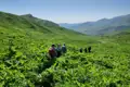 Wandergruppe auf einem Bergpfad inmitten von üppiger Vegetation.