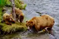 Braunbärin mit zwei Jungtieren im Fluss.