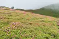 Blühende Alpenrosen bedecken einen Berghang, der im Nebel verschwindet.