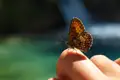 Schmetterling auf Finger