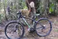 Neugierige Lemuren erkunden ein Mountainbike im Wald.