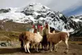Lamas mit bunten Quasten in einer Berglandschaft