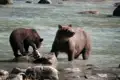 Braunbärjunges frisst einen Lachs im Fluss, während ein erwachsener Bär daneben steht.