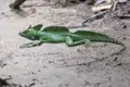 Grüner Basilisk auf dem Waldboden.