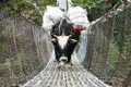 Ein Yak transportiert Gepäck über eine Hängebrücke.