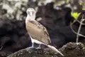 Blaufußtölpel auf den Galapagosinseln