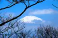 Der Fujiyama mit Schnee bedeckt, gesehen durch die Äste von Bäumen.