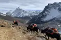Packyaks auf einem Bergpfad im Himalaya, mit schneebedeckten Bergen im Hintergrund.