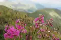 Rosa Bergblumen mit verschwommenem Hintergrund der Berglandschaft.