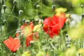 Rote Mohnblumen und Mohnkapseln auf einer grünen Wiese.