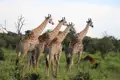 Giraffen in der Savanne