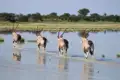 Vier Oryxantilopen durchwaten ein flaches Gewässer, möglicherweise auf der Suche nach Wasser oder Nahrung.