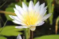 Weiße Seerose