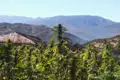 Hanfpflanzen im Vordergrund, dahinter ein Haus mit Wellblechdach und eine Berglandschaft.