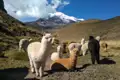 Alpakas in den Anden vor einem schneebedeckten Berg.